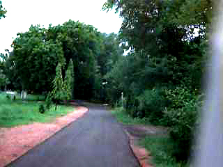 Greenery, along the roads!